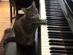 Piano el Gato